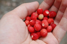 Dağ Çileği Reçeli Tarifi ve Malzemeleri Dağ Çileği Reçeli Tarifi ve Malzemeleri